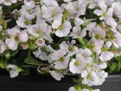 Gypsophila, Pixie Splash