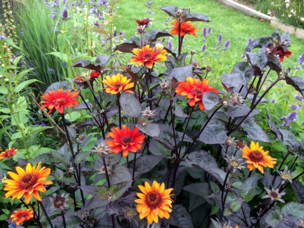 Heliopsis, Bleeding Hearts