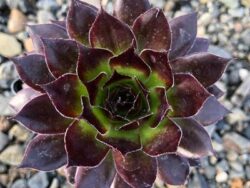 Hens and Chicks, Black