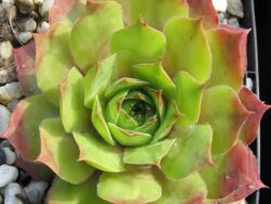 Hens and Chicks, Emerald Giant