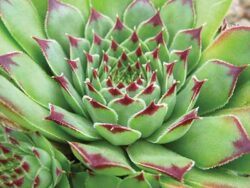Hens and Chicks, Tip Top