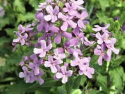 Hesperis, Sweet Rocket Mix (Dame's Rocket)