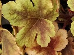 Heucherella, Gold Zebra