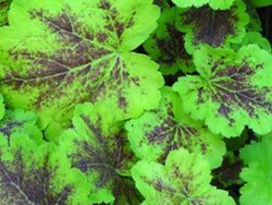 Heucherella, Solar Eclipse