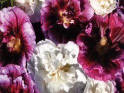 Hollyhock, Blackberry Ripple