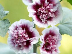 Hollyhock, Crème de Cassis