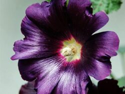 Hollyhock, Purple Rain