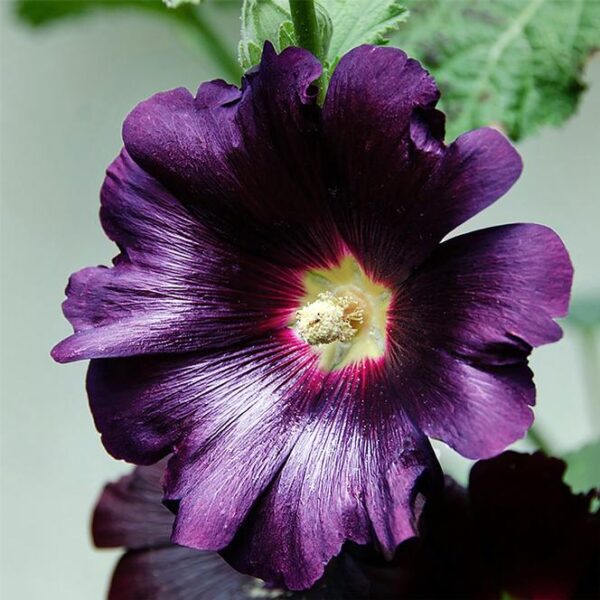 Hollyhock, Purple Rain
