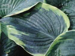 Hosta, Frances Williams