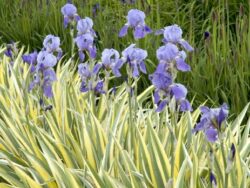 Iris, Variegated