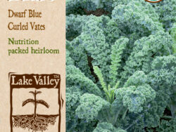 Kale, Dwarf Blue Curled Vates Organic