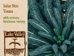 Kale, Italian Nero Toscana Organic