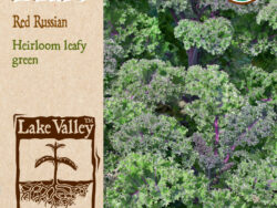 Kale, Red Russian Organic