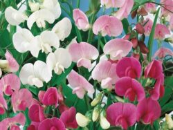 Lathyrus, Pearl Mix