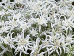 Leontopodium, Edelwiess