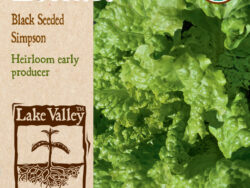 Eggplant, Black Beauty Organic