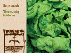 Lettuce, Buttercrunch Organic