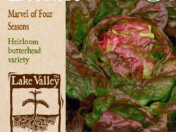 Lettuce, Marvel Of Four Seasons Organic