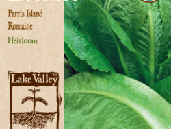 Lettuce, Romaine Parris Island Organic