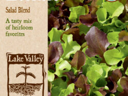 Lettuce, Salad Blend Organic