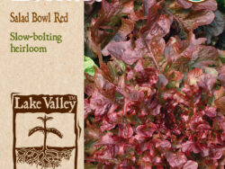 Lettuce, Salad Blowl Red Organic