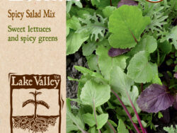 Lettuce, Spicy Salad Mix Organic