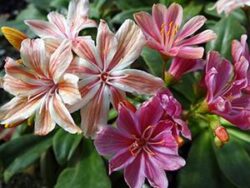 Lewisia, Elise Mix