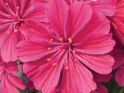Lewisia, Elise Ruby Red