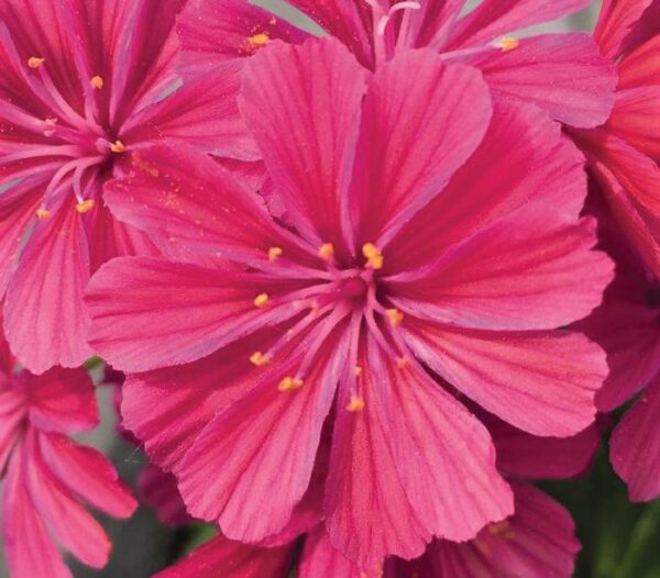 Lewisia, Elise Ruby Red