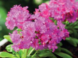 Lewisia, Elise Ultra Violet
