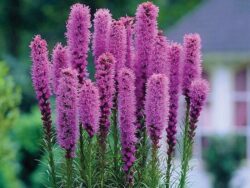 Liatris, Blue