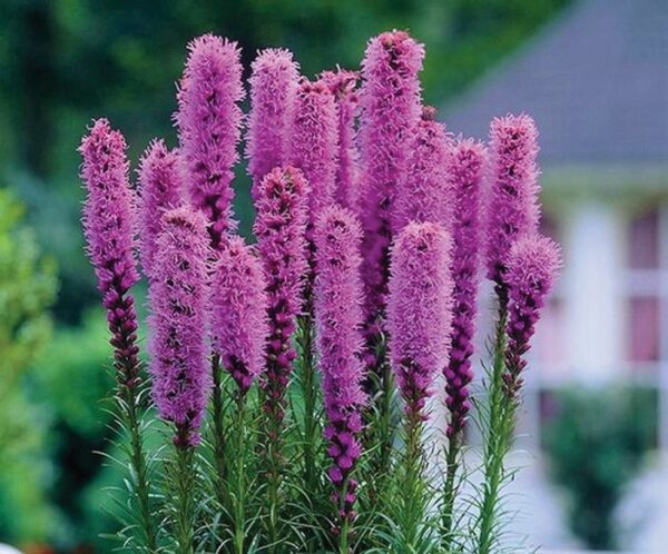 Liatris, Blue
