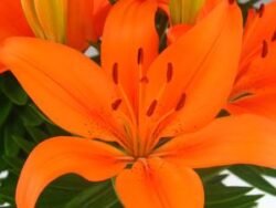 Lily, Dwarf 'Matrix Orange'