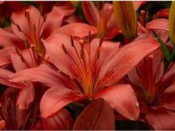 Lily, Dwarf Matrix Red