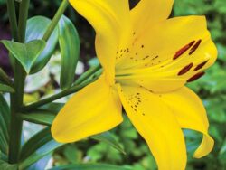 Lily, Dwarf 'Matrix Gold'
