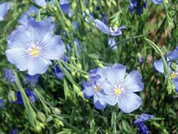 Linum, Sapphire (Flax)