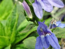Lobelia, Great Blue (Native Prairie Plant)