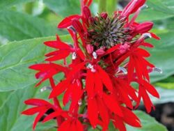 Lobelia, Green Native (Native Prairie Plant)