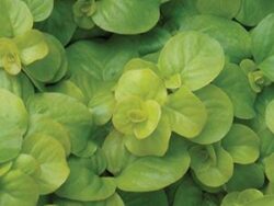 Lysimachia, Aurea Gold