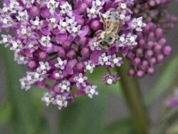 Milkweed, Cinderella