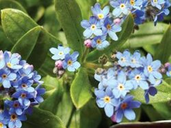 Forget-Me-Not, 'Ultramarine'