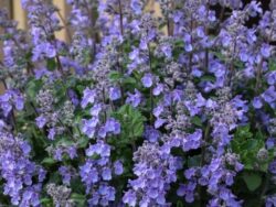 Nepeta, Picture Purrfect (Catmint)