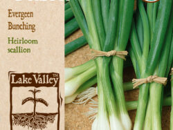 Onion, Evergreen Bunching Organic