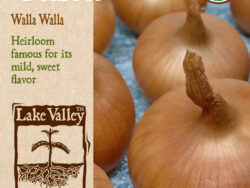 Onion, Walla Walls Sweet (Long Day) Organic