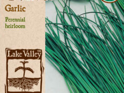 Chives, Garlic Organic
