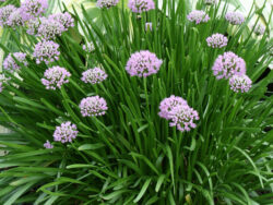Allium, Summer Beauty