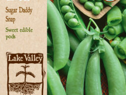 Pea, Bush Sugar Daddy Snap Organic