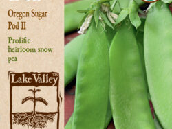 Pea, Oregon Sugar Pod II (Bush) Organic