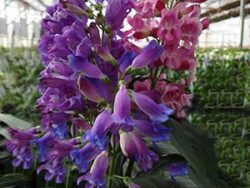 Penstemon, 'Rondo Mix' (Beardtongue)