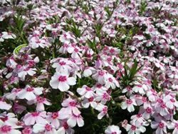 Phlox, Creeping 'Coral Eye'